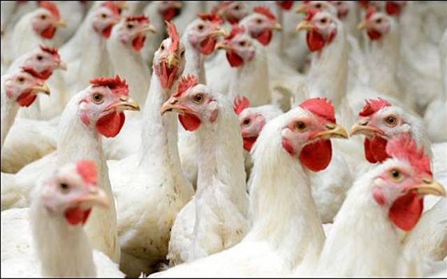 لاہوریوں کیلئے خوشخبری، مرغی کا گوشت سستا ہوگیا