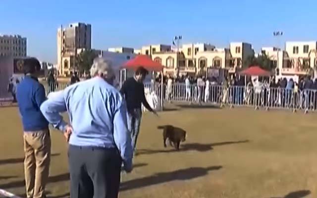 رائل کینل کلب کی جانب سے بحریہ ٹاؤن کرکٹ سٹیڈیم میں ڈوگ شو کا انعقاد