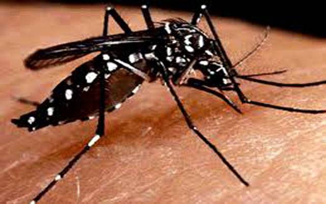  نئےسال میں ڈینگی کا نیا حملہ ، پہلا کیس سامنے آ گیا