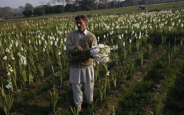 پھولوں کے کاشتکار کسانوں کیلئے خوشخبری،حکومت پنجاب کا80فیصد سبسڈی کا اعلان