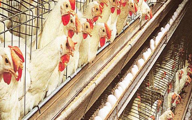 شہر میں ایک مرتبہ پھر برائلر گوشت کی قیمت میں اضافہ ہو گیا