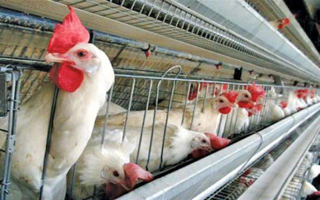 شہر میں مرغی کے گوشت کی قیمتوں میں اضافے کا سلسلہ جاری