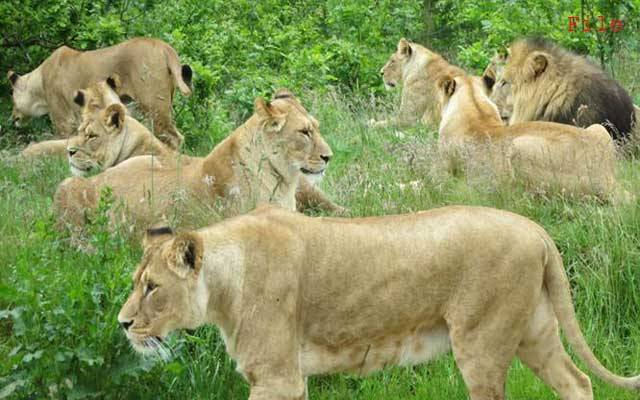لاہوریوں کیلئے خوشخبری، کرول گھاٹی جنگل میں 600 ایکڑ پر زو سفاری بنے گا