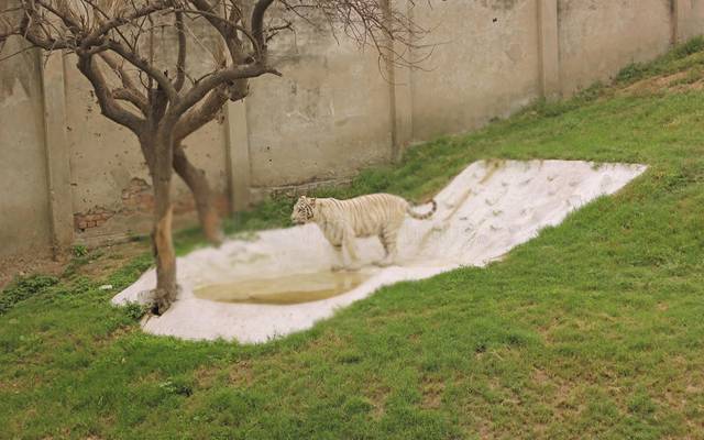 لاہور چڑیا گھر میں سفید شیروں کا نام رکھنے کی تقریب کا انعقاد