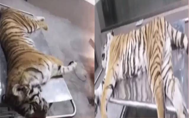 چڑیا گھر انتظامیہ کی غفلت جانوروں کی اموات کا سلسلہ جاری 3شیر ہلاک