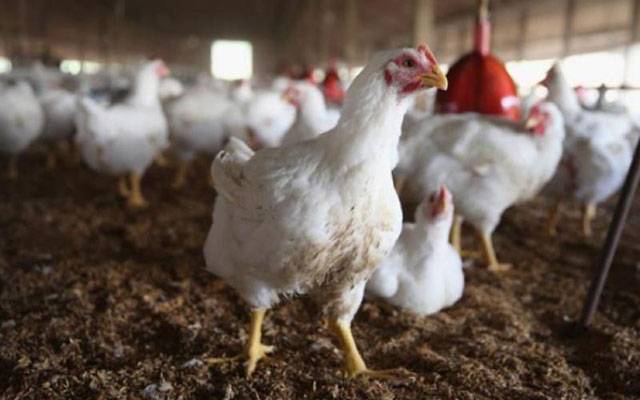 مٹن اور بیف کے بعد مرغی کا گوشت بھی عام آدمی کی پہنچ سے دور