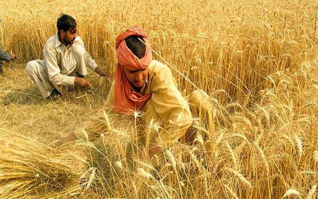 مہنگائی آسمانوں پر، مگرگندم کی قیمت ٹس سے مس نہ ہوئی
