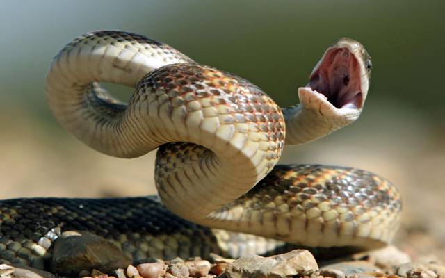 گلشن اقبال پارک میں زہریلے سانپ نکل آئے