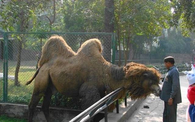 زو سفاری لاہور سیاحوں کیلئے خطرناک پارک بن گیا