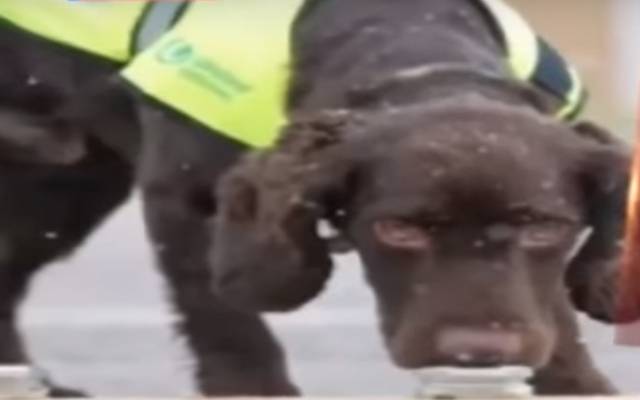 خطرناک بیماری کا حملہ، پولیس کے 4 کھوجی کتے دم توڑ گئے