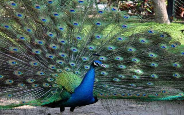  لاہور چڑیا گھر میں عید کی تیاریاں زور و شور سے جاری