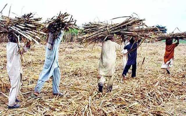 چیف جسٹس پاکستان نے شوگرملز مالکان کو کاشتکاروں کے واجبات کی ادائیگی کیلئے ڈیڈ لائن دیدی