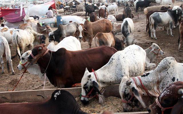 لاہور میں بڑی عید پر 7 عارضی مویشی منڈیاں لگانے کا فیصلہ