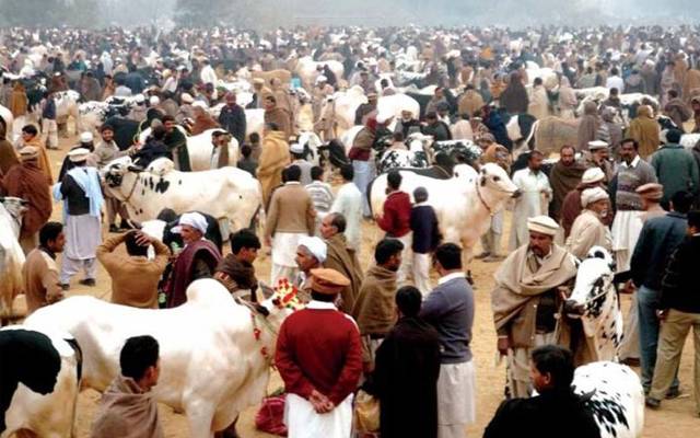 لاہور میں مویشی منڈیاں لگانے کے انتظامات مکمل، افسران کی چھٹیاں منسوخ