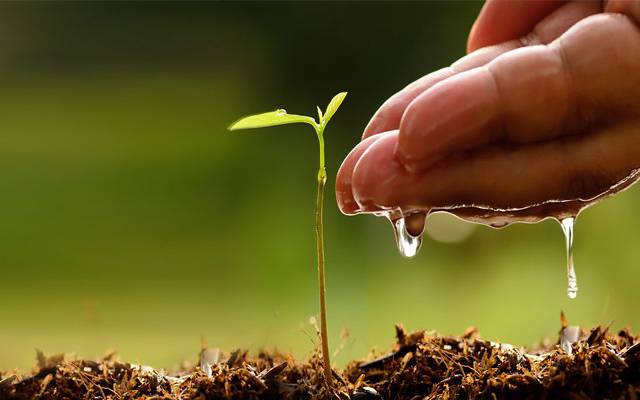 بشپ ہاؤس میں امن کا پودا لگانے کی تقریب