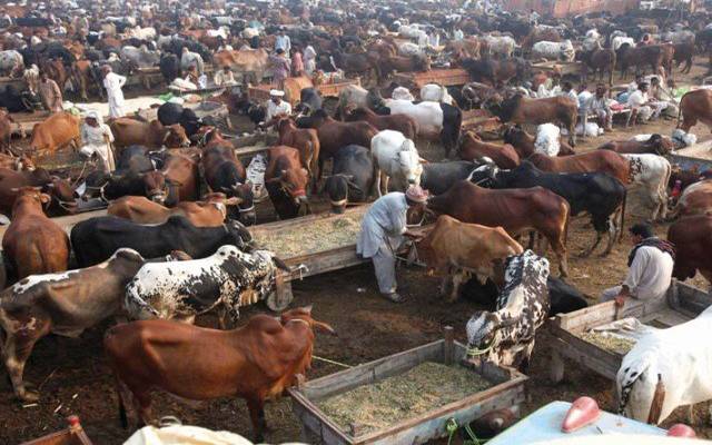 عید قربان قریب، مویشی منڈی میں جانور موجود مگر خریدار بہت کم 