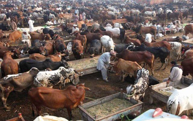 عید قربان قریب، مویشی منڈی میں جانور موجود مگر خریدار بہت کم 