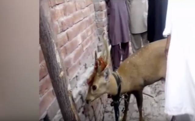 قیصرٹاؤن میں شہری کے گھر نایاب بارہ سنگھا گھس آیا