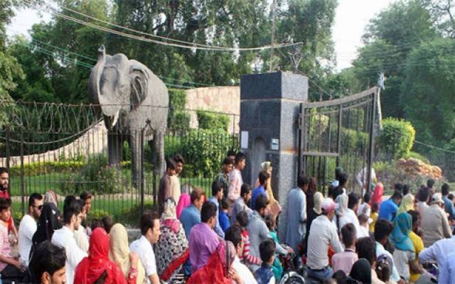 لاہور چڑیا گھر میں دو ننھے مہمانوں کی آمد، رونقیں دوبالا ہوگئیں