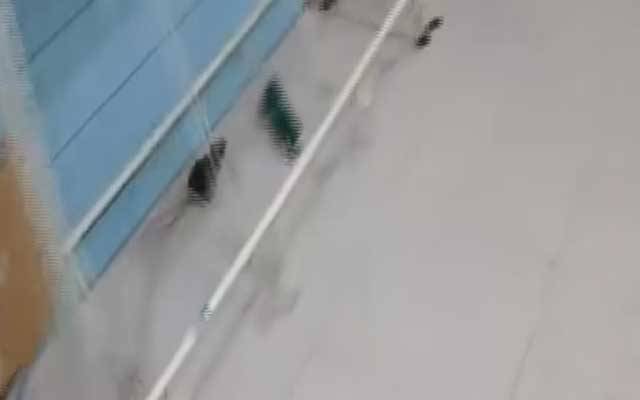 جناح ہسپتال میں چوہوں کے ڈیرے
