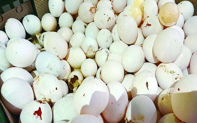گندے انڈوں کے خاتمے کیلئے اہم اقدام
