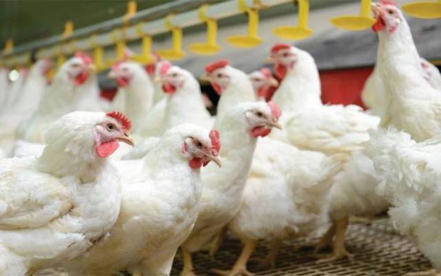 مرغی کے گوشت کی قیمتوں کو پر لگ گئے