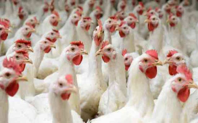 برائلر گوشت کی قیمت میں سات روپے مزید کمی
