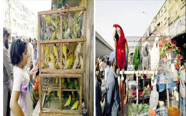 پرندے پالنے کا شوق اب کاروبار میں تبدیل