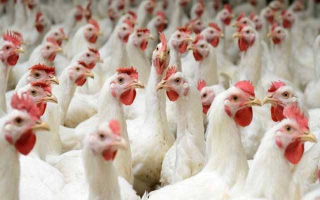 برائیلر کی قیمت میں اضافہ، شہری پریشان