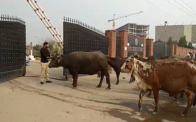 انسان تو انسان جانور بھی اپنی فریاد لیکر نیب لاہور پہنچ گئے