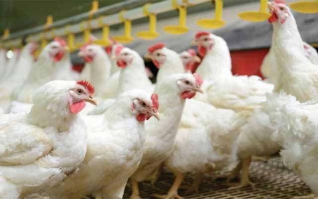 برائلر گوشت کے ریٹ آسمان سے باتیں کرنے لگے