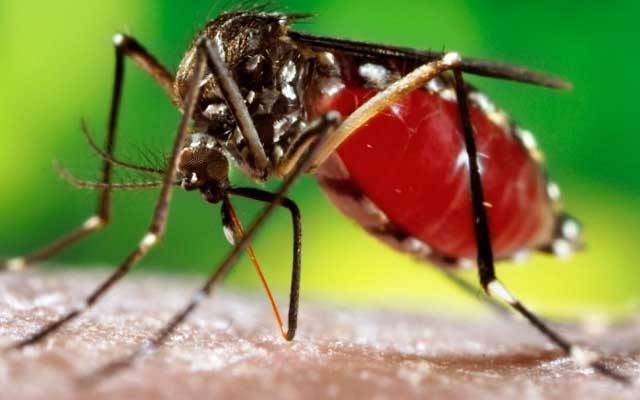 شیخ زید ہسپتال میں ڈینگی بخار کی روک تھام کے حوالے سے ورکشاپ