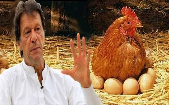 وزیراعظم عمران خان کی مرغی پال اسکیم ناکام ہوگئی 