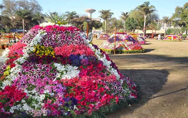 جشن بہاراں کے حوالے سے گل داؤدی نمائش کا آغاز