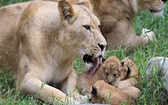 سفاری زو میں سفید شیرنی کے ہاں بیک وقت 6بچوں کی پیدائش