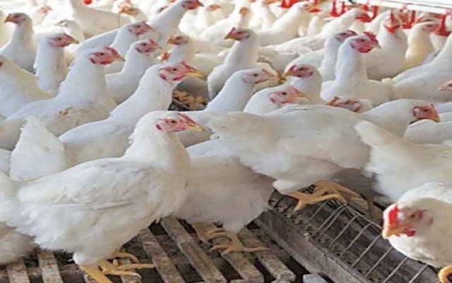 مرغی کا گوشت بارہ روپے فی کلو سستا ہوگیا 