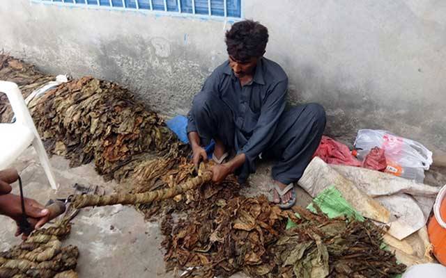 تمباکو کے کاشتکاروں کیخلاف محکمہ ایکسائز کا بڑا فیصلہ