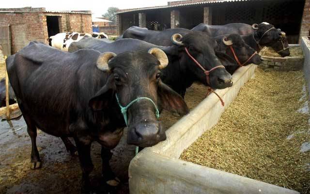 خبردار ہوشیار، شہر میں مویشی رکھنے پر پابندی عائد