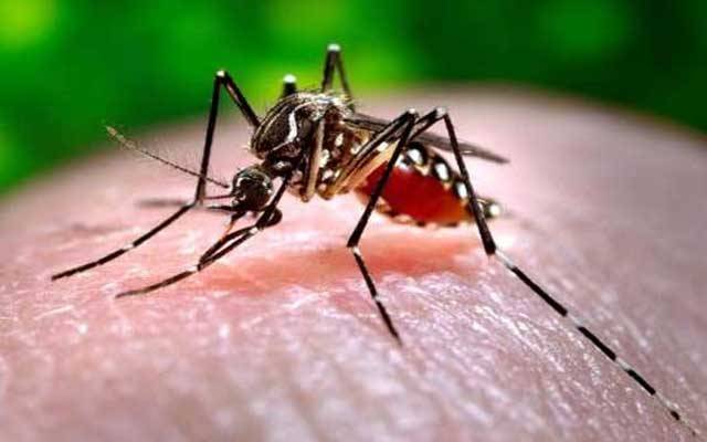 ڈینگی وائرس ایک بار پھر سر اُٹھانے لگا