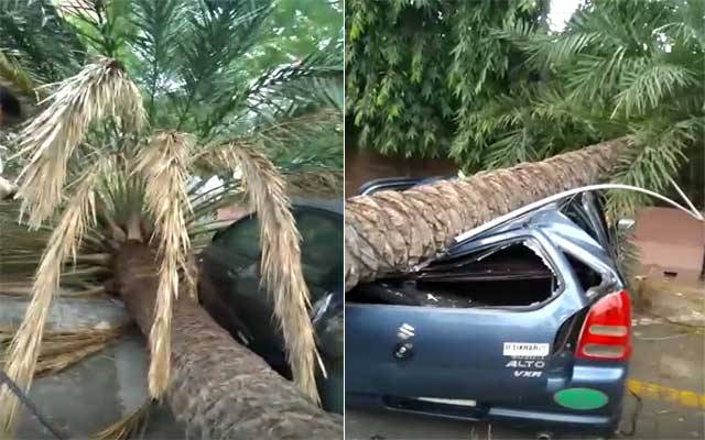 لاہور ہائیکورٹ میں کھجور کا درخت گرگیا
