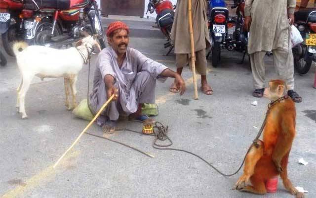 بکری اور بندر تماشا دکھانے والوں کے گرد گھیرا تنگ