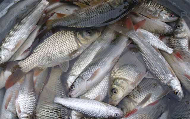 مچھلی کے شکار پر پابندی عائد