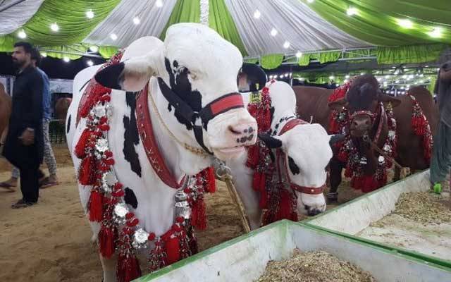 چھٹی کا دن، شہری مویشی منڈی پہنچ گئے