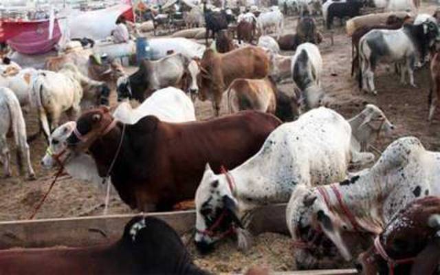 7 مویشی منڈیوں کے قیام پر 14 کروڑ لاگت آئے گی