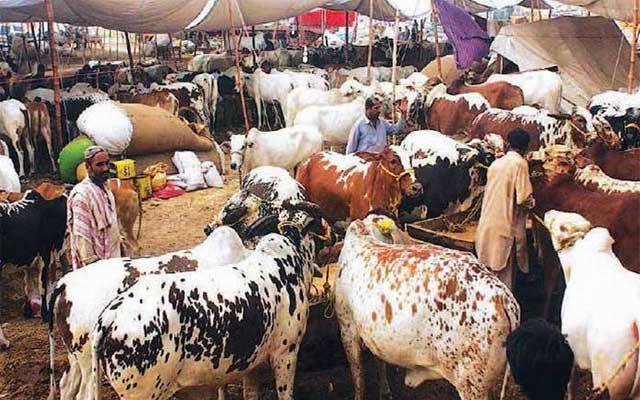 انتظامیہ کا غیرقانونی مویشی منڈیوں کیخلاف بڑا فیصلہ