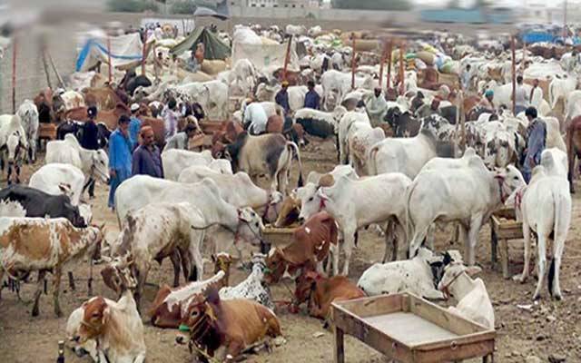 مویشی منڈیوں کیلئے سکیورٹی پلان تشکیل