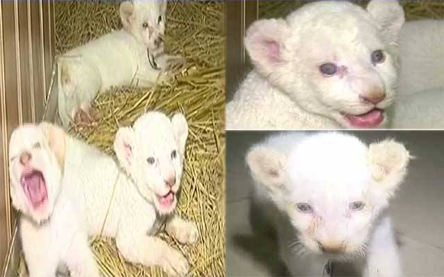 چڑیا گھر، راجو، پنکی اور چیکو سیاحوں کی توجہ کا مرکز