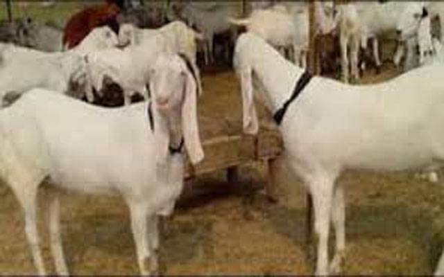 نوسرباز سرگرم، 14 بکرے لے اڑے