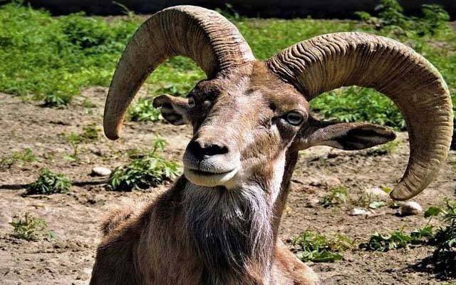 جنگلی حیات پر بننے والی پہلی دستاویزی فلم کی عکس بندی مکمل