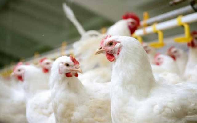 برائلر گوشت کی قیمت بھی آسمان سے باتیں کرنے لگی